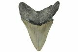 Fossil Megalodon Tooth - North Carolina #295233-1